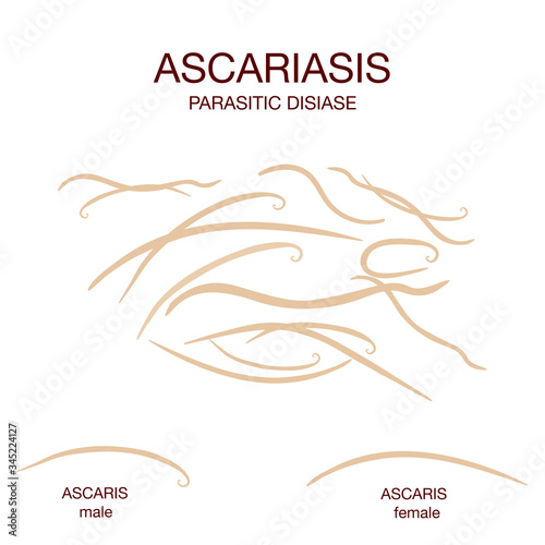 Parasitic roundworm Ascaris lumbricoides male and female. Realistic vector illustration of worm for medical, educational, science use