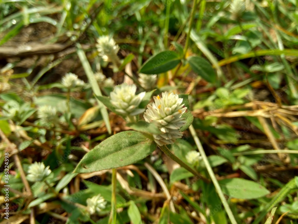 alba, antidote, asteraceae, ayurveda, ayurvedic, ayurvedic herbs, beautiful, bhringraj, daisy, dye, eclipta, eclipta alba, eclipta prostrata, ecliptae, false daisy, flower, fresh, garden, green, herb, alba, antidote, asteraceae, ayurveda, ayurvedic, ayurvedic herbs, beautiful, bhringraj, daisy, dye, eclipta, eclipta alba, eclipta prostrata, ecliptae, false daisy, flower, fresh, garden, green, herb,