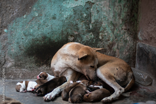 An Indian street dog feeding her new born puppies in a road side shelter. Indian animals.