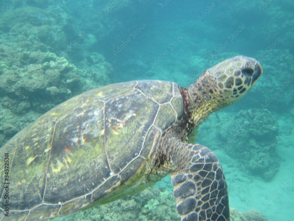 Fototapeta premium Turtle Underwater