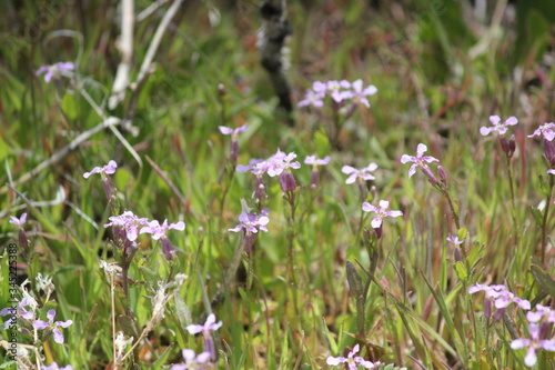 Flower Field