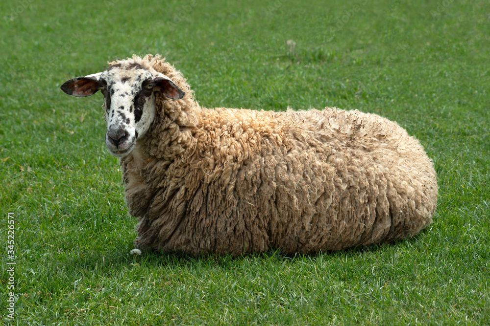 Sheep lying on a background of green grass, close up view. Sheep portrait. Sheep lying on a background of green grass, close up view. Sheep portrait.