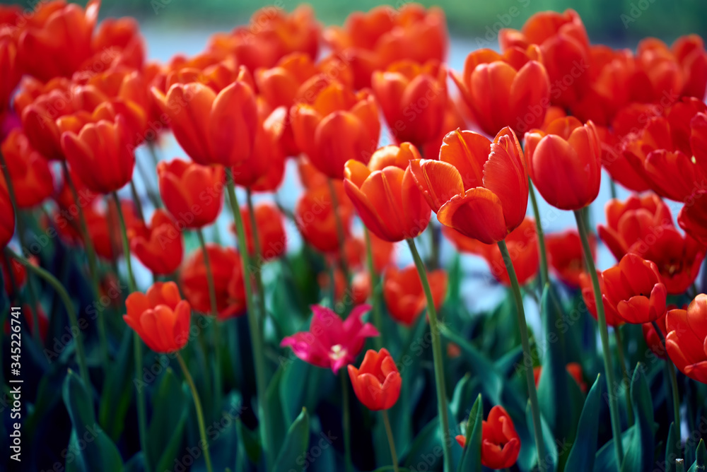 Fototapeta premium Red tulips flower in large numbers on the meadow. bed of flowers. big flowers. green leaves. macro photo. beautiful bokeh