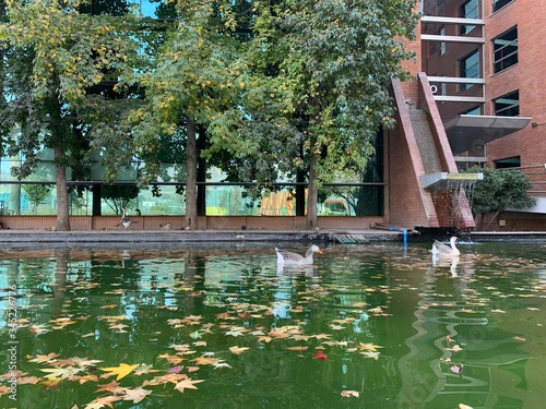 autumn in the park