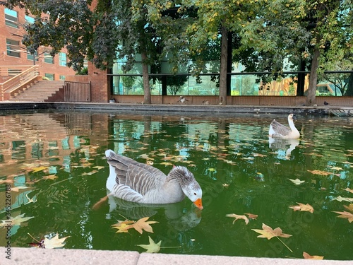 Pato, cisne