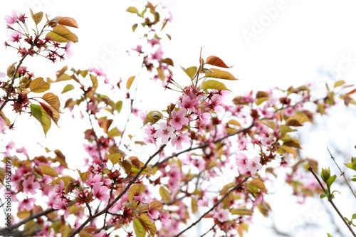 Apricot blossom © Alex Coan