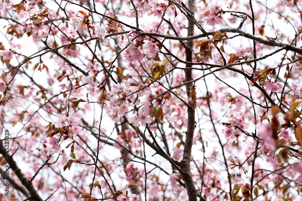 Apricot blossom. sakura