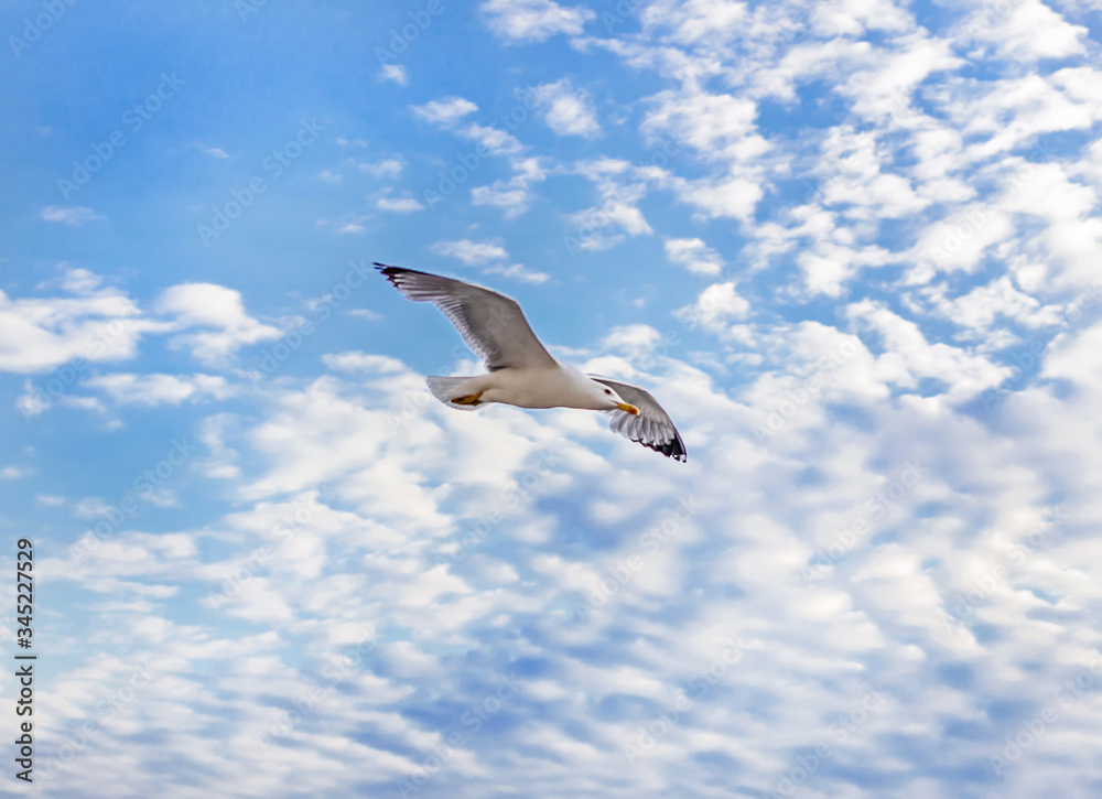 Obraz premium Seagull in sky