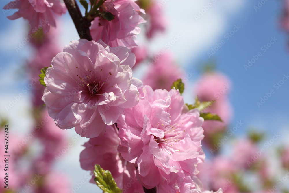 Obraz premium Japanese cherry. Sakura