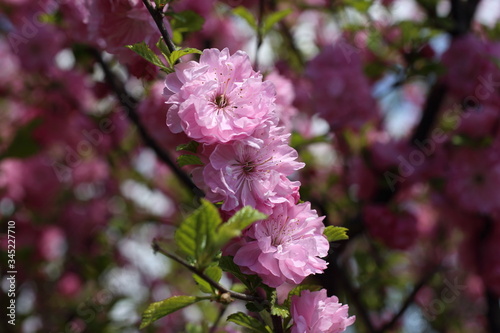 Japanese cherry. Sakura © Alex Coan