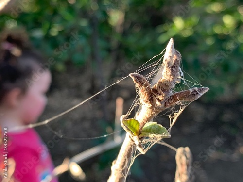 the butterfly on a branch