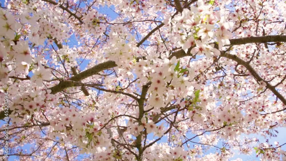 Cherry blossom tree flowers in spring Cherry blossom tree flowers in spring