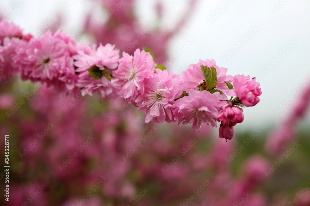 Japanese cherry. Sakura