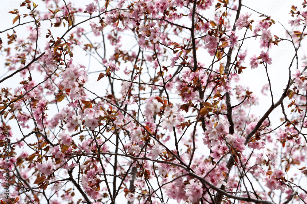 Apricot blossom. Sakura