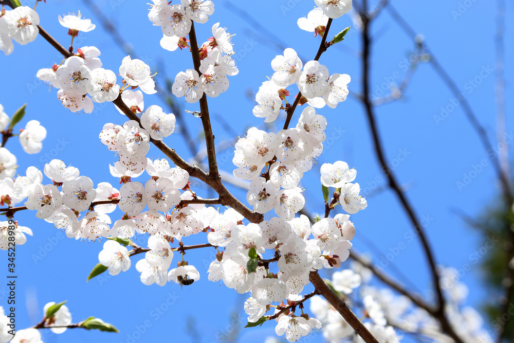 Plum blossom and blue sky