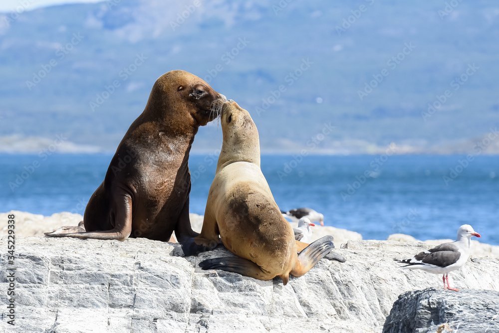 Obraz premium Amor marino!