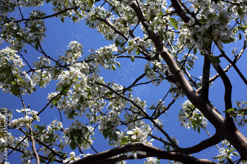 Pear blossom