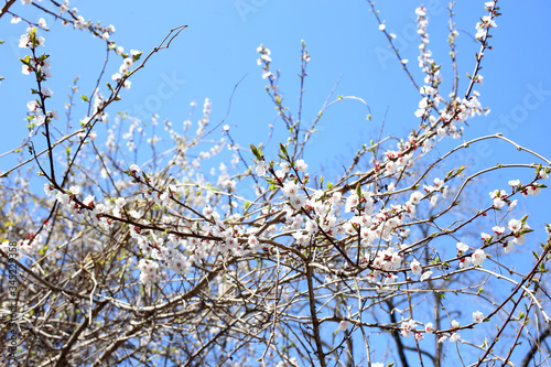 Plum blossom and blue sky