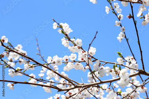 Plum blossom and blue sky