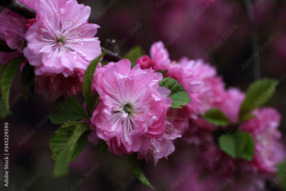 Cherry blossom Cherry blossom