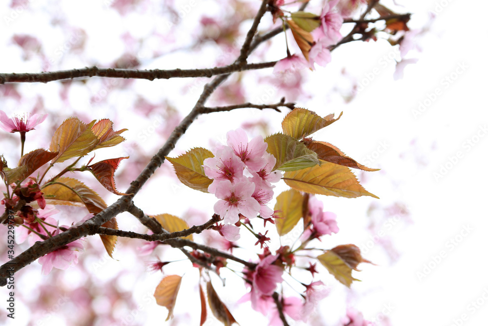 Apricot blossom. Sakura Apricot blossom. Sakura