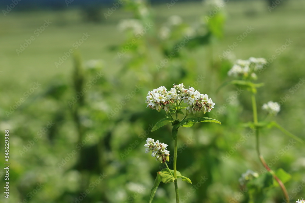 そばの花(a backwheat flower) そばの花(a backwheat flower)
