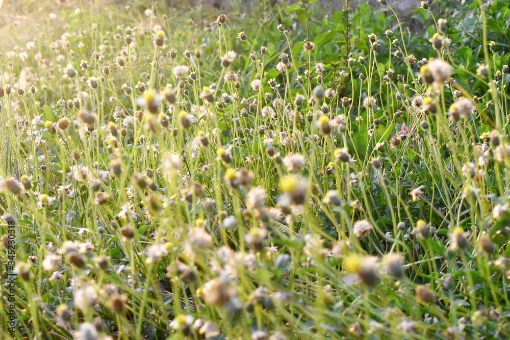 Obraz premium Selective focus of grasses flowers with sun flare in morning, Beautiful small wildflowers in the field