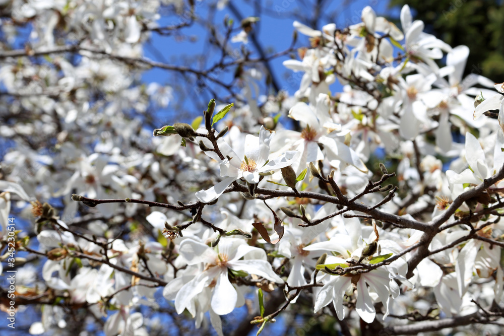Magnolia blossom Magnolia blossom