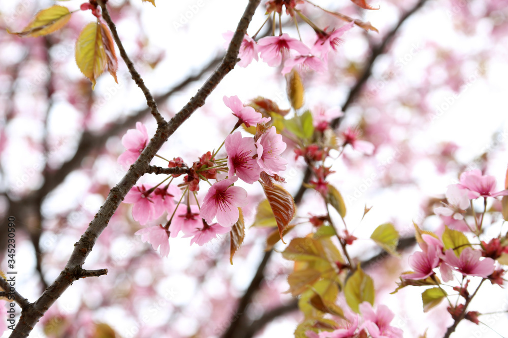 Fototapeta premium Apricot blossom