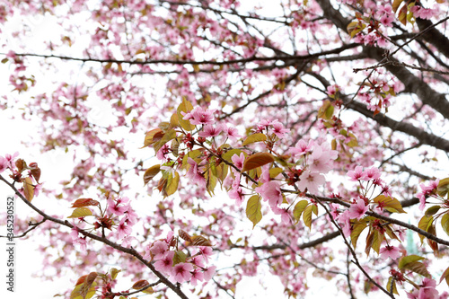 Apricot blossom