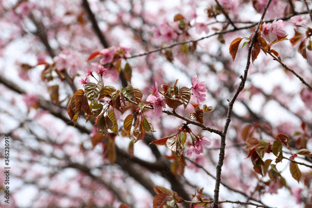 Sakura and sky Sakura and sky
