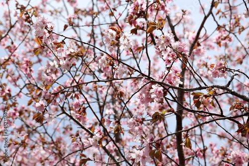 Apricot blossom. Sakura © Alex Coan