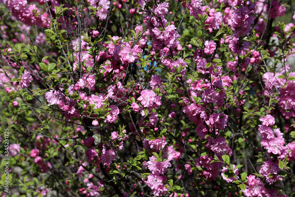 Cherry blossom Cherry blossom