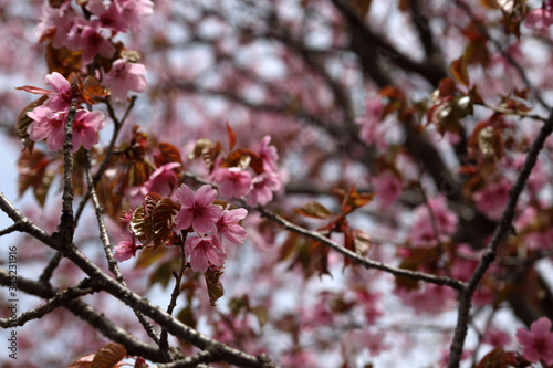 Apricot blossom. Sakura