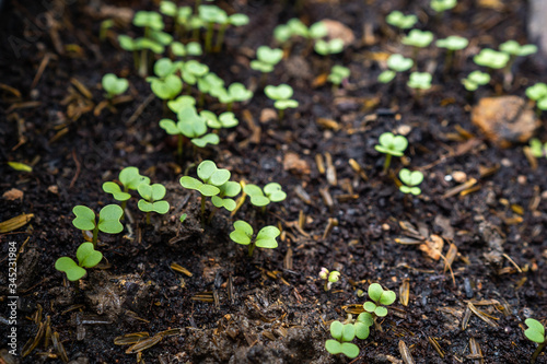 HOME GROWING VEGETABLE AT GARDEN..