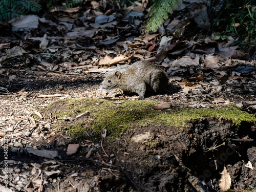 Invasive pallas's squirrel on Japanese forest floor 1