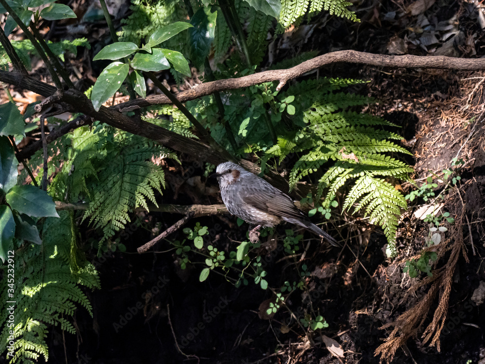 Japanese brown-eared bulbul in forest undergrowth 1