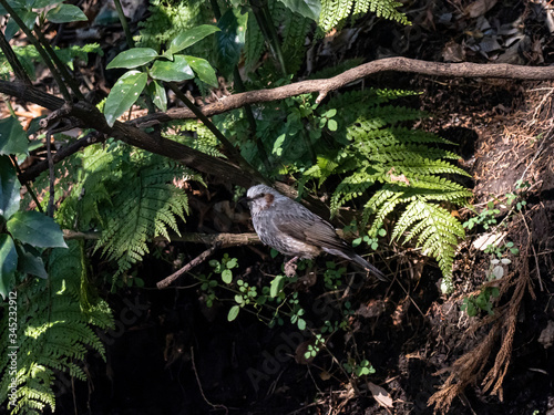 Japanese brown-eared bulbul in forest undergrowth 1