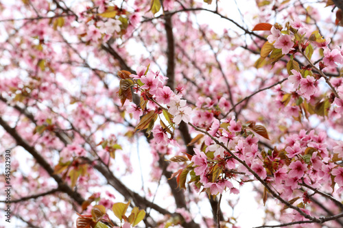 Apricot blossom