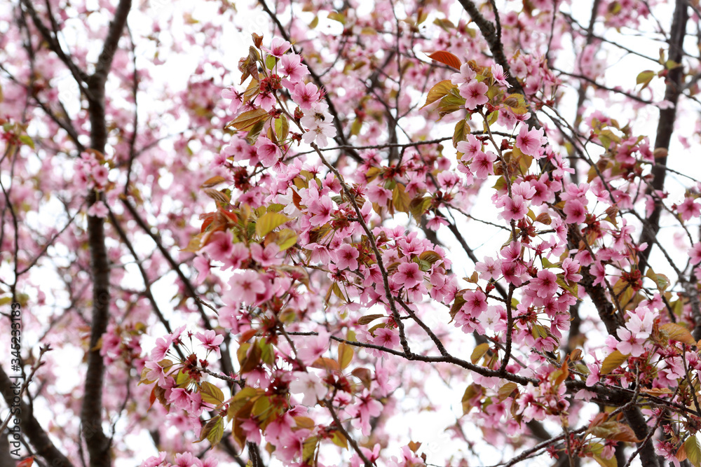 Apricot blossom