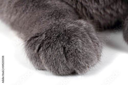 Gray cat paw