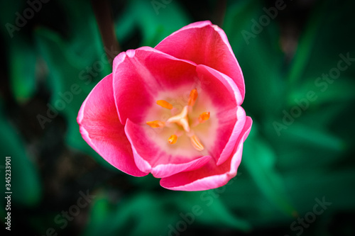 A spring flower. This image reminds me to stop and appreciate the small beauties all around us.