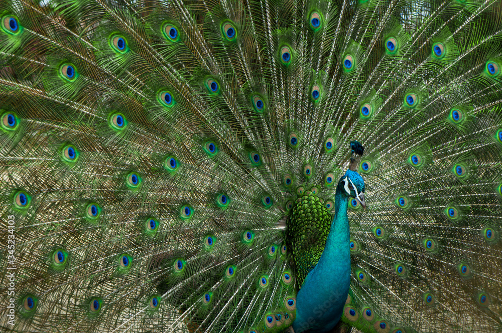 Naklejka premium Potrait of peacock with beak and beautiful tail.