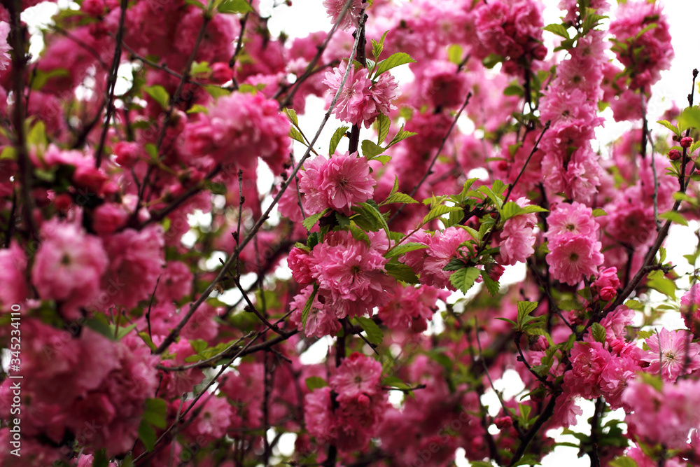 Cherry blossom Cherry blossom