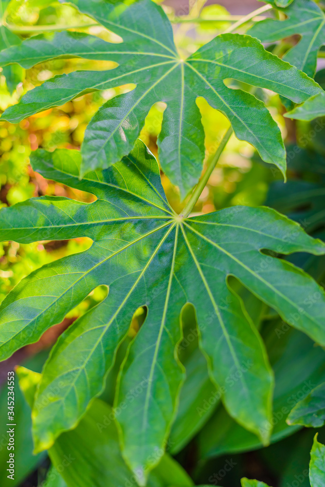 Plants in a botanical garden in the city of Elche. Alicante province. Spain Plants in a botanical garden in the city of Elche. Alicante province. Spain