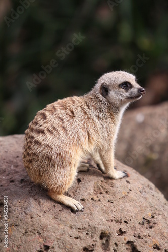 meerkat on guard duty © Ryan