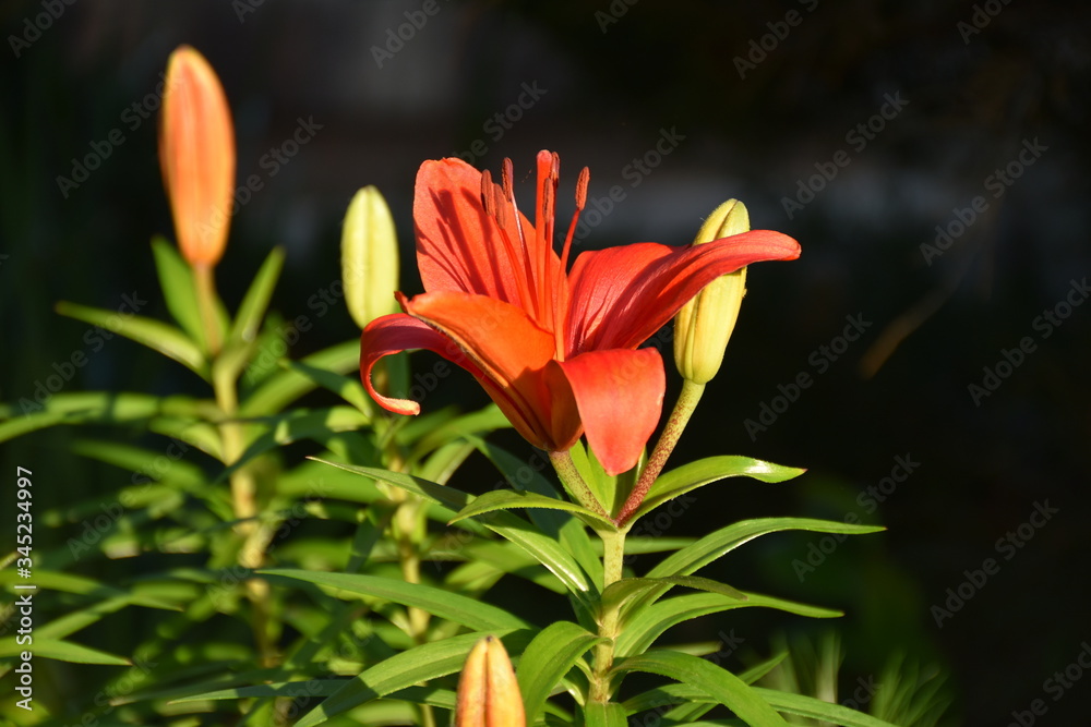 A red tiger lily flower in the sunshine A red tiger lily flower in the sunshine