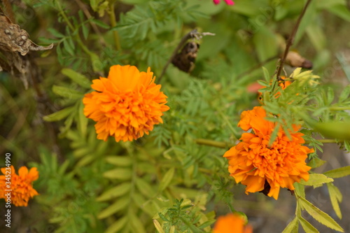 bee on a flower