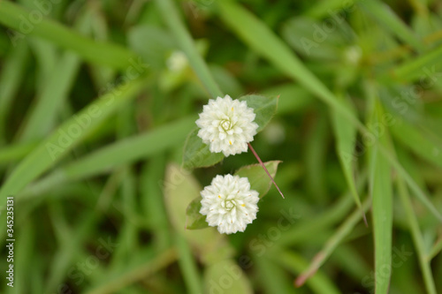 white flower on green background