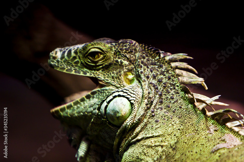 iguana in the zoo